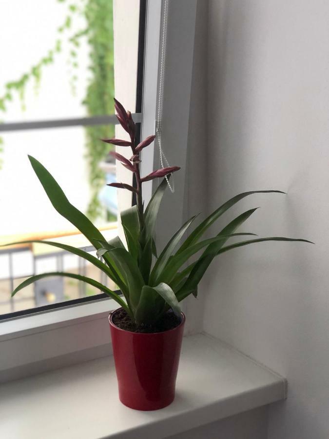 Budyne Apartment Ii. Budyne nad Ohri Zewnętrze zdjęcie